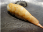 sushi of jumbo shrimp
